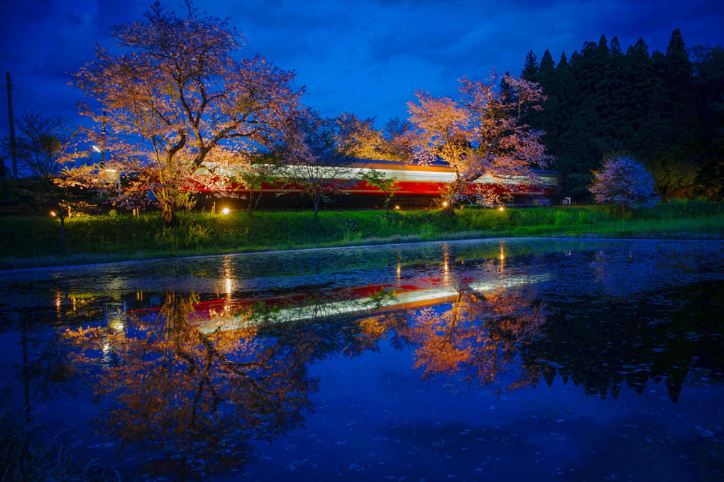 夢列車　夜桜号2016