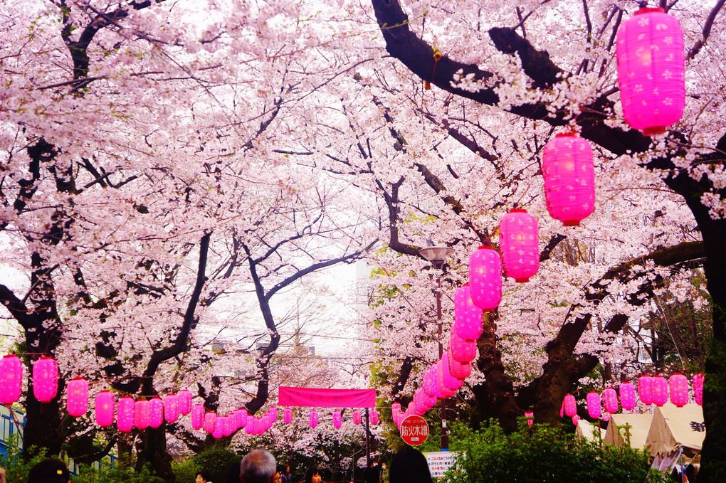 新井薬師っ桜祭り