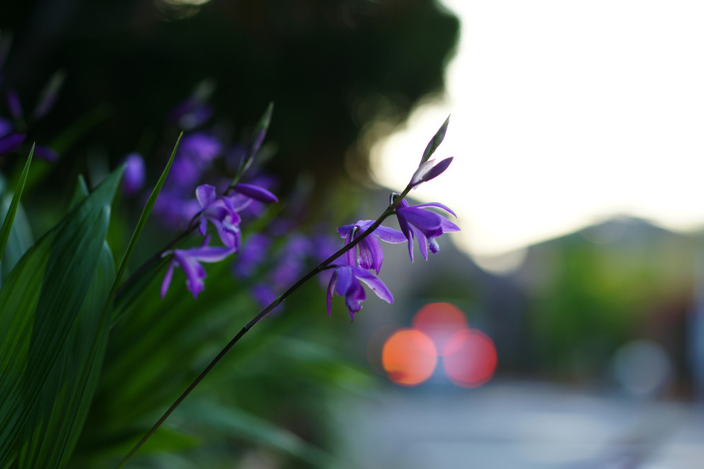 黄昏の紫蘭