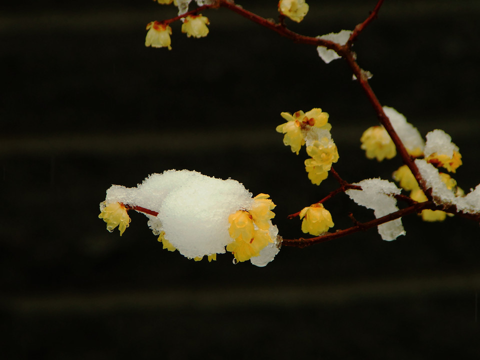 1/30初積雪蝋梅も雪かぶり