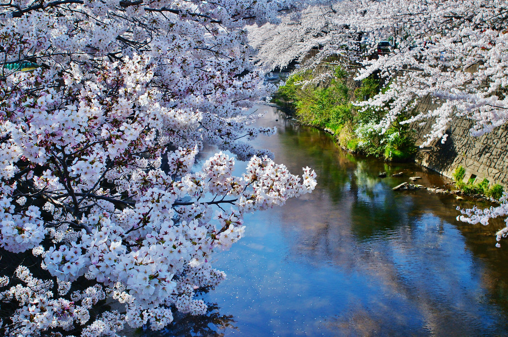 恩田川の桜風景