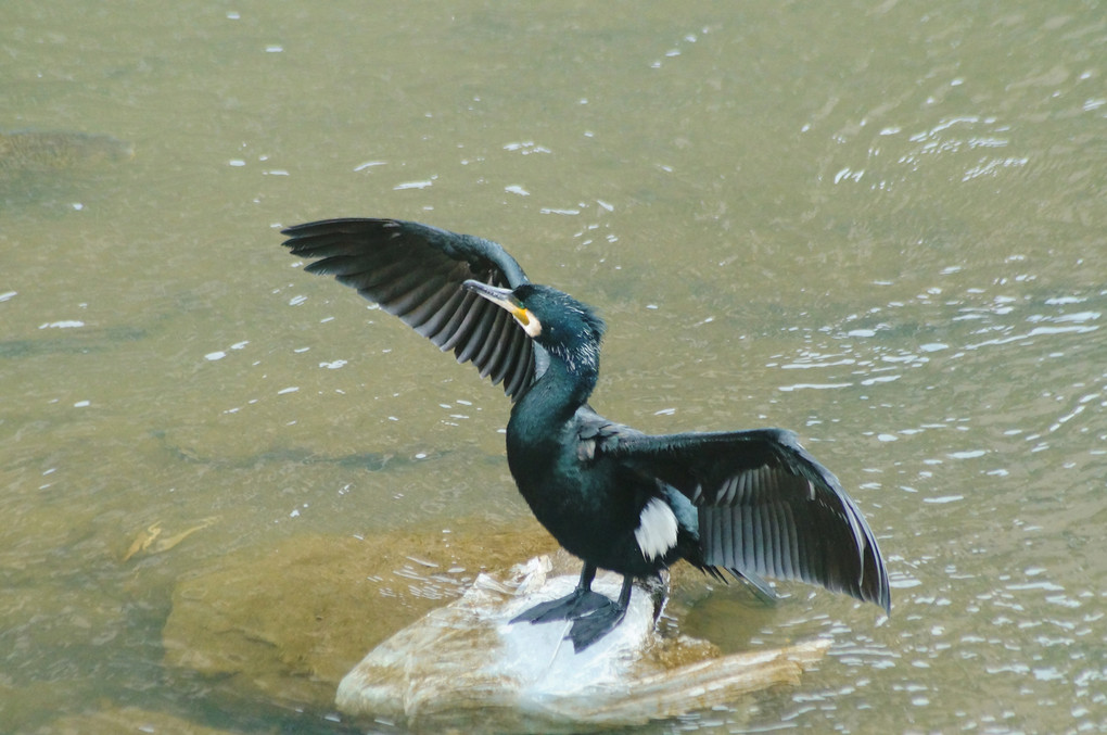 鶴見川で見た鳥たち