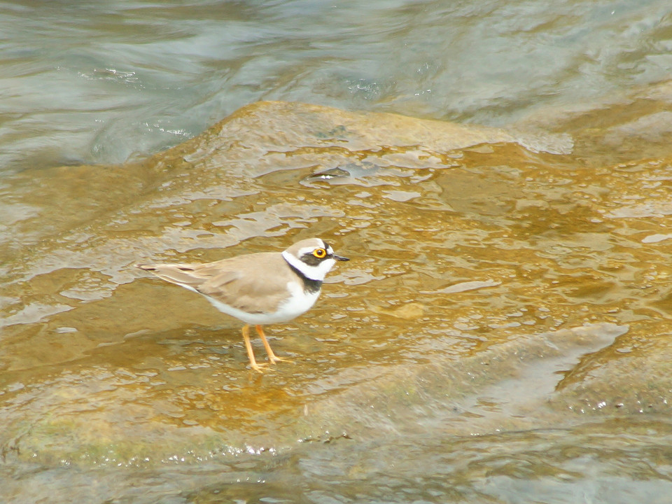 鶴見川で見た鳥たち
