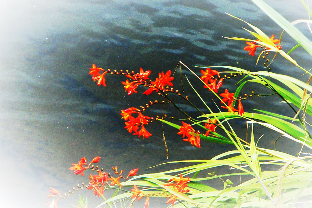 川着に咲く花