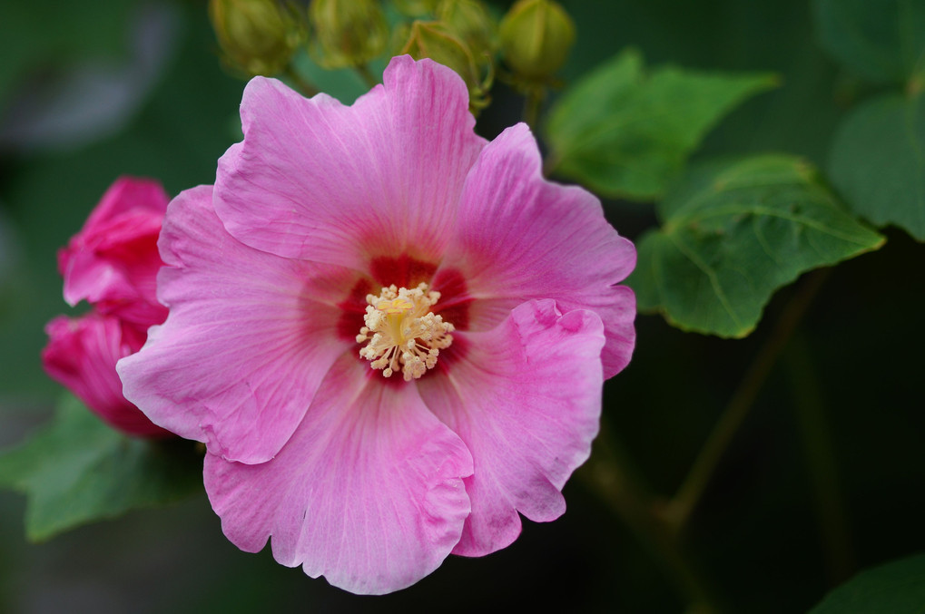 芙蓉の花咲く。