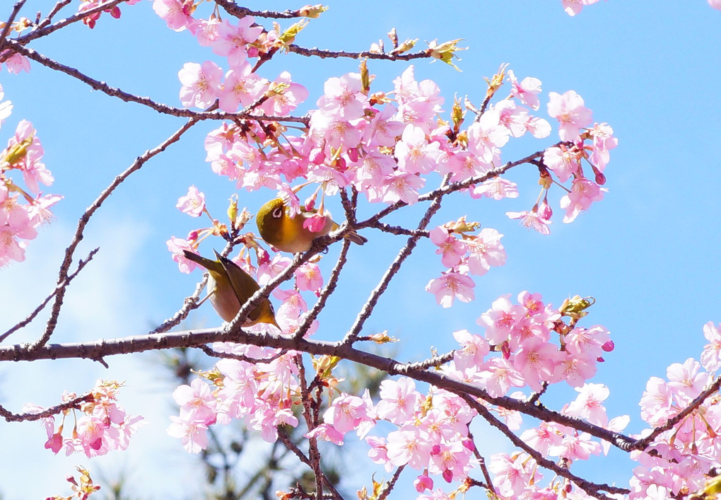 桜と野鳥