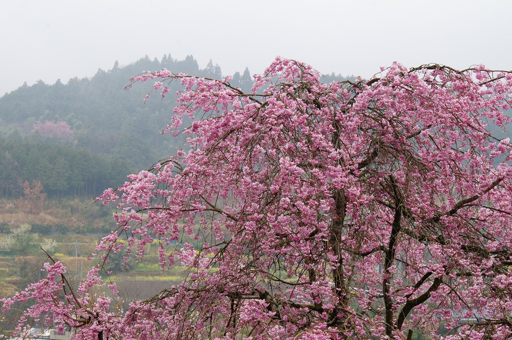 里山のしだれ桜