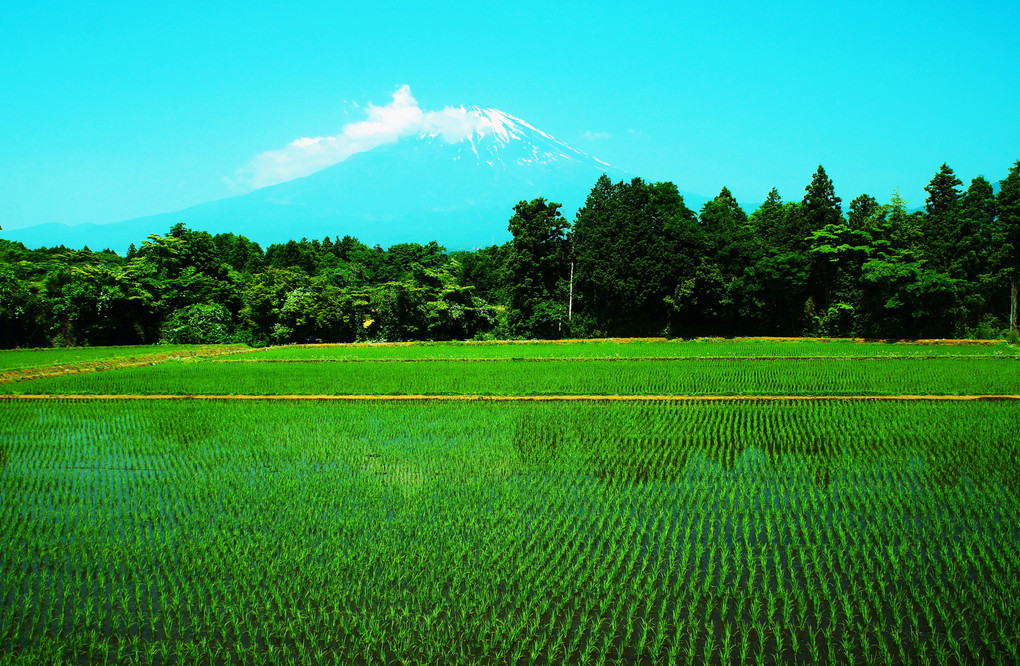 早苗の田園風景