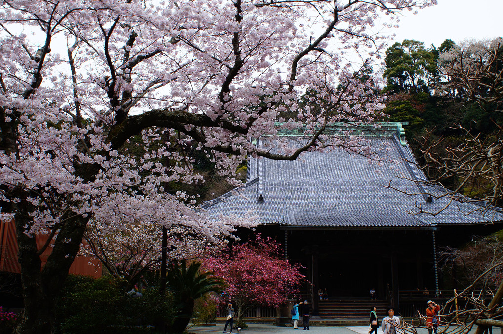 春の鎌倉。見て歩き。