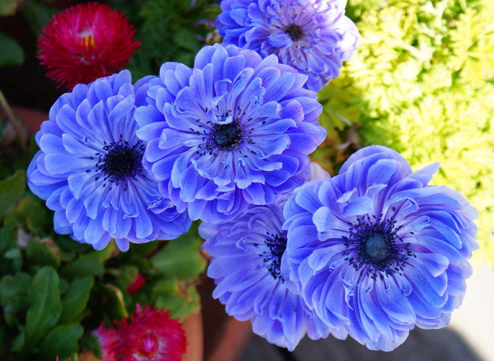 花＠白と紫