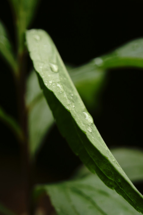 雨音