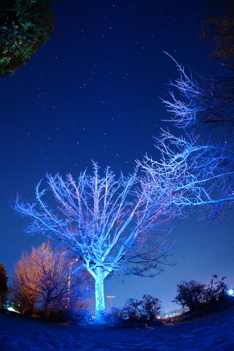 星空の Lighting tree