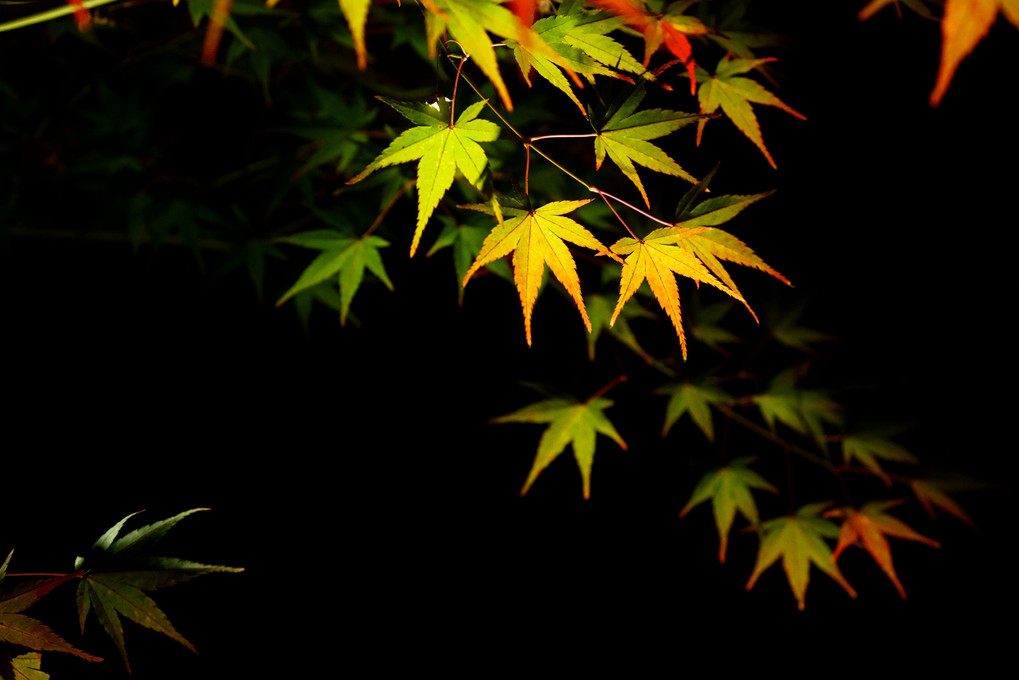京の秋、永観堂のもみじのライトアップ