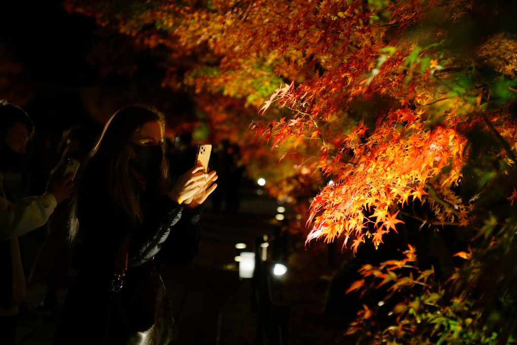 京の秋、永観堂のもみじのライトアップ