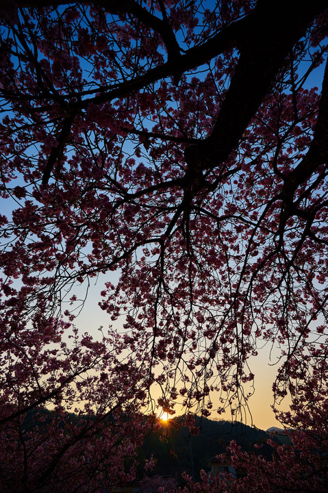 桜間に見る夕陽