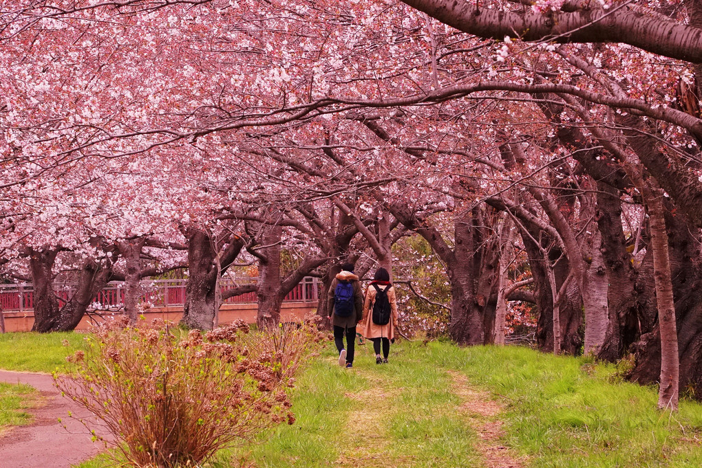 福岡堰の桜