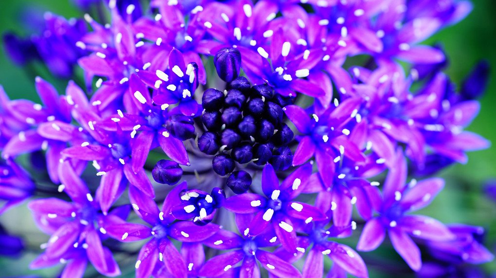 藍い花が開花