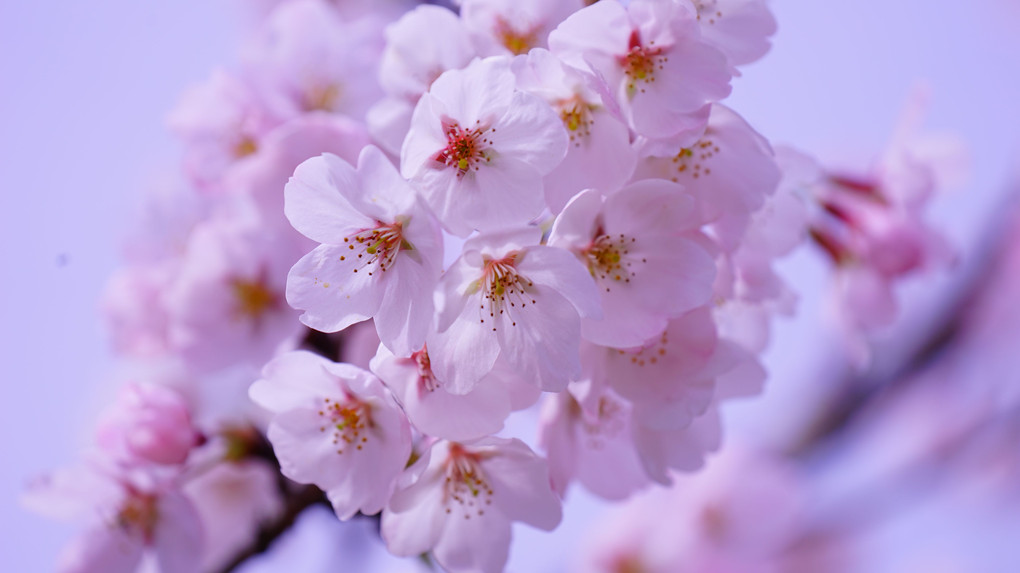 今年の桜を初撮り