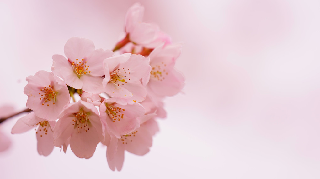 今年の桜を初撮りⅡ
