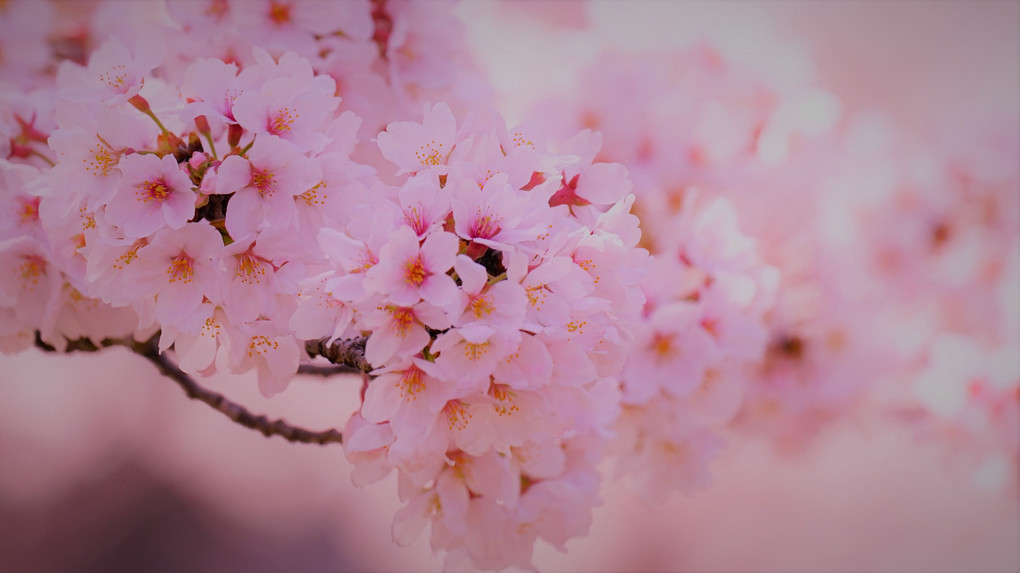 桜公園の桜です