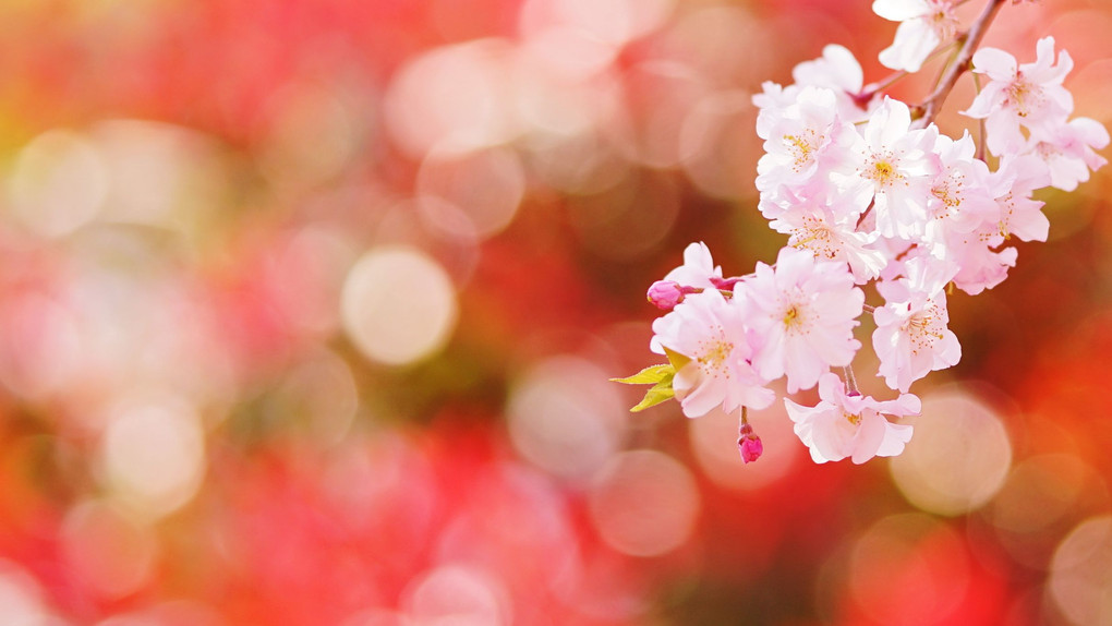 『chelseaと桜を楽しむイベント』にてⅠ