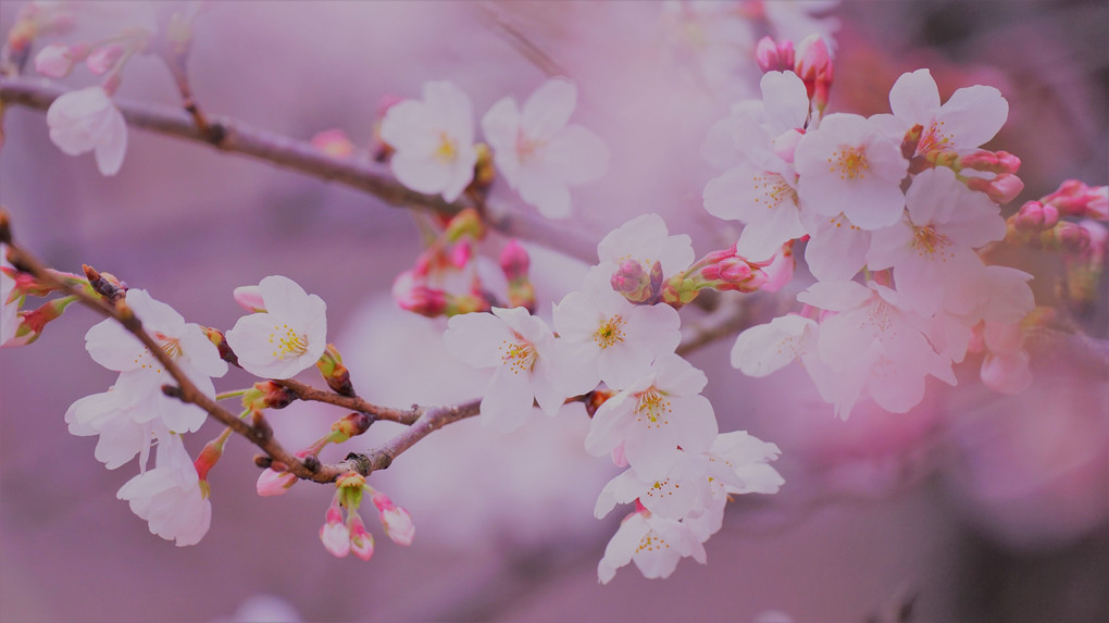 今年の桜を初撮り