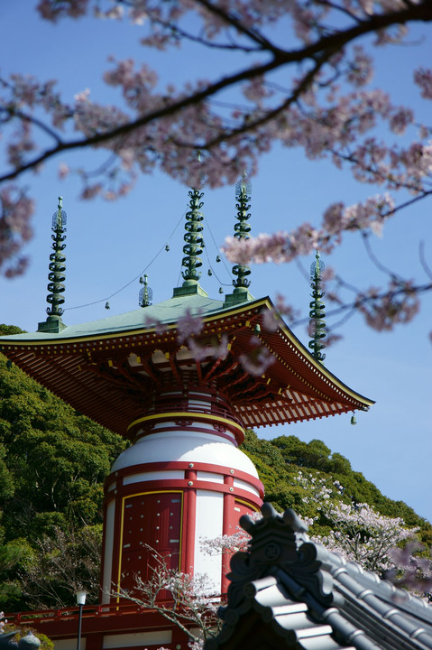 薬王寺。桜満開