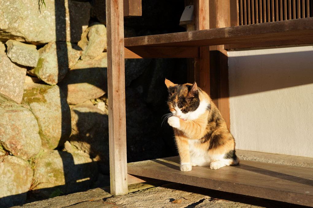 夕暮れ時の毛づくろい