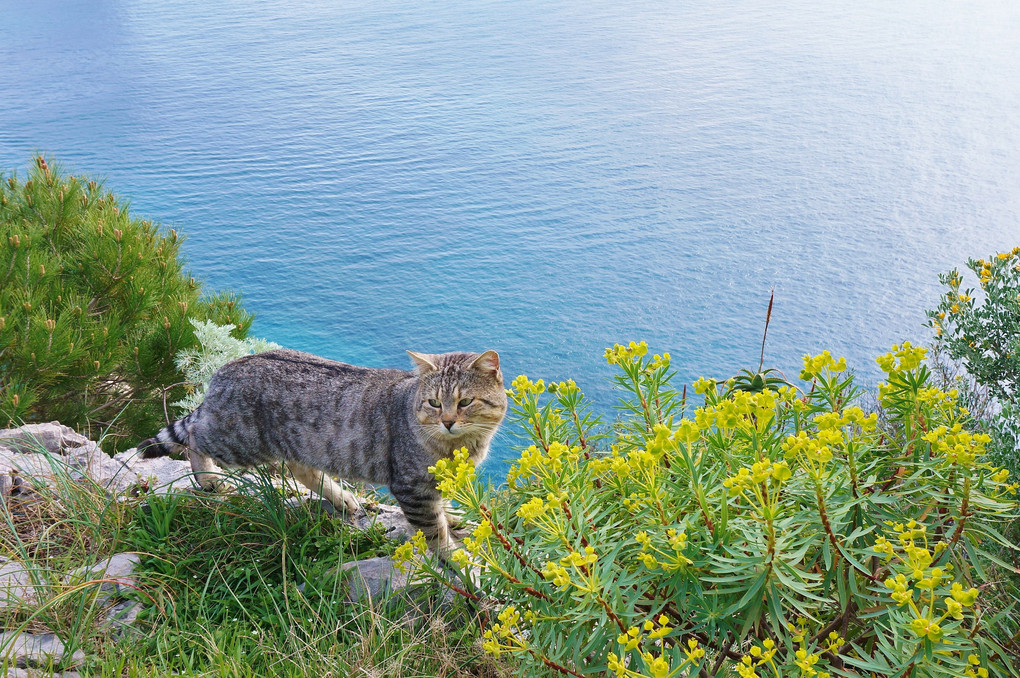 カプリ島のネコ