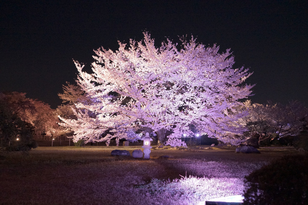 夜桜会♪