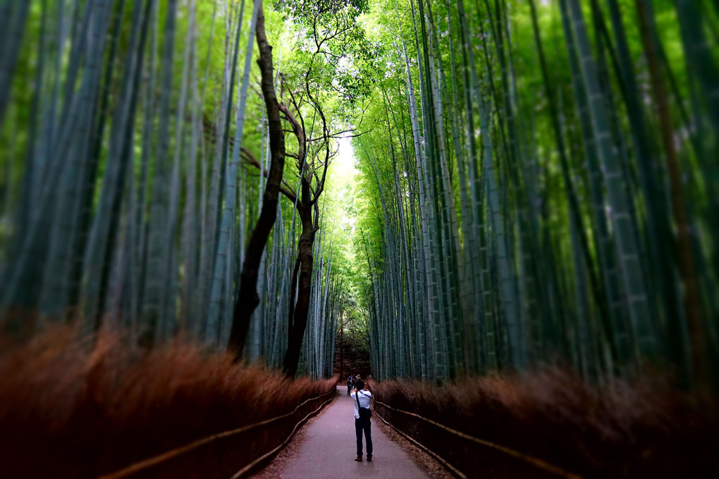 嵐山の竹林散歩