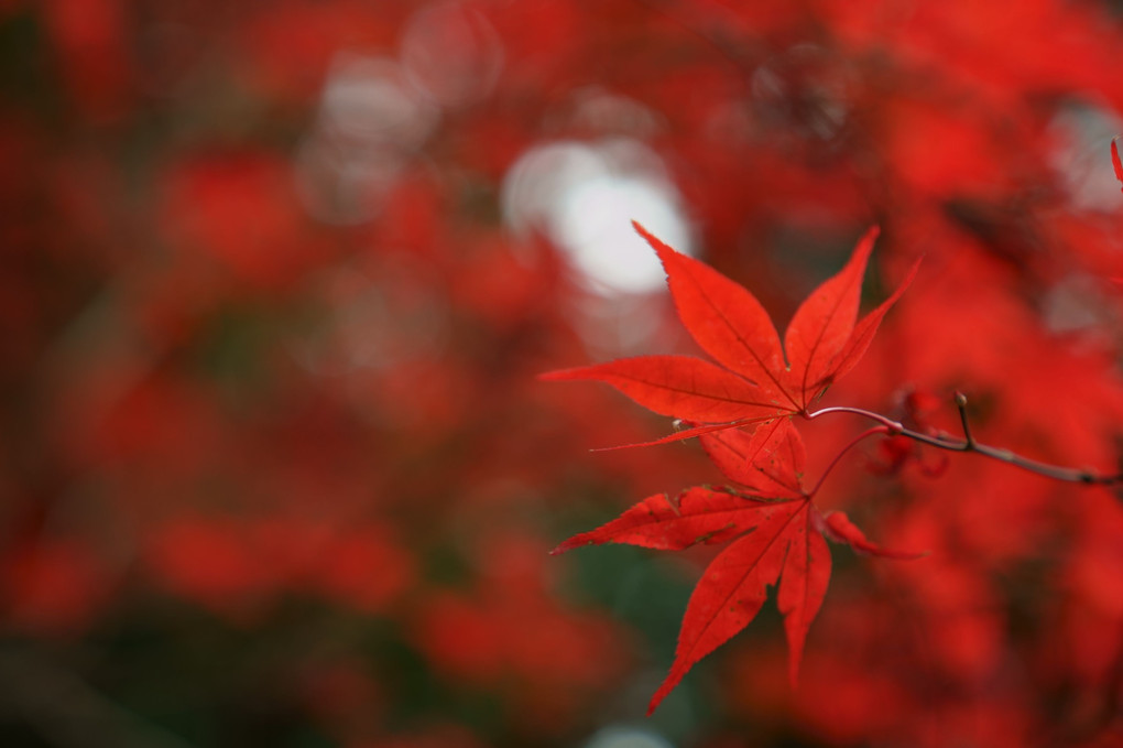 真っ赤に染まる秋