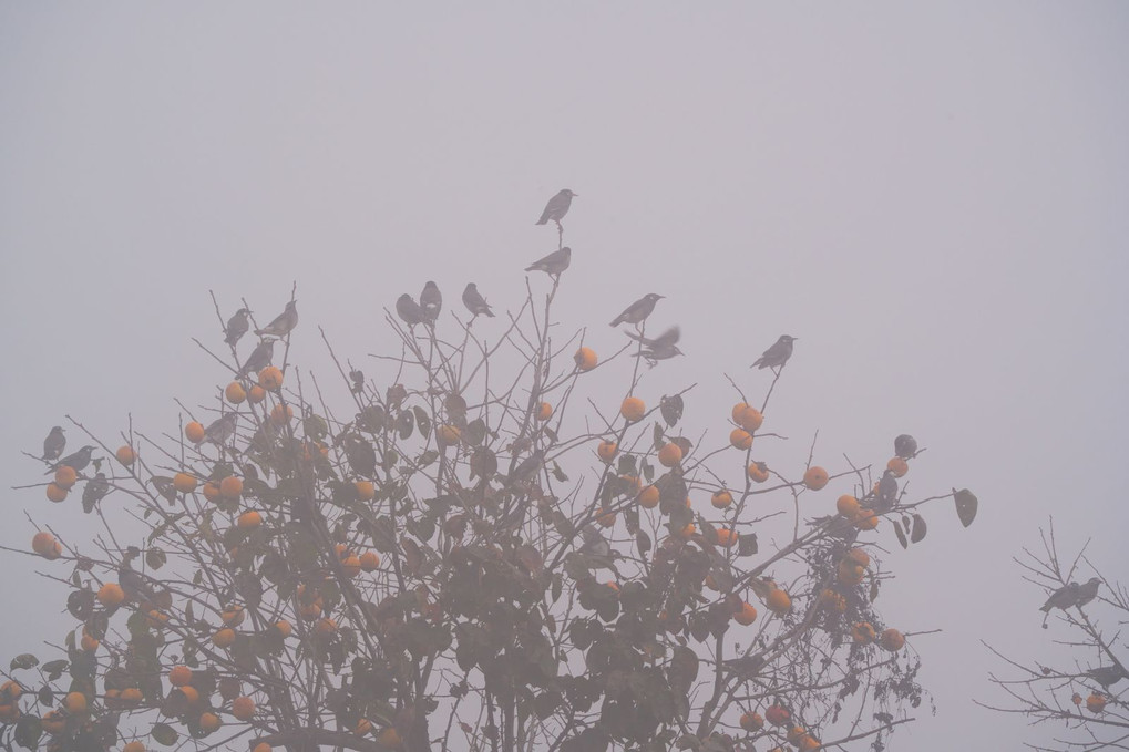 ムクドリ　“ 朝霧の中で！ ”