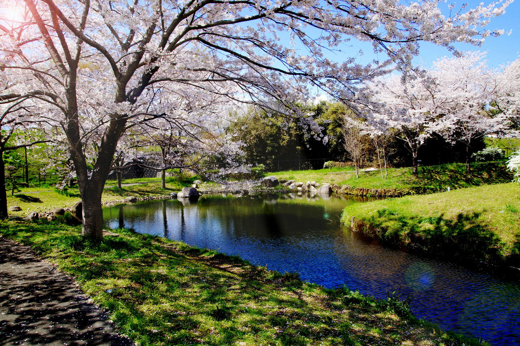 桜と池