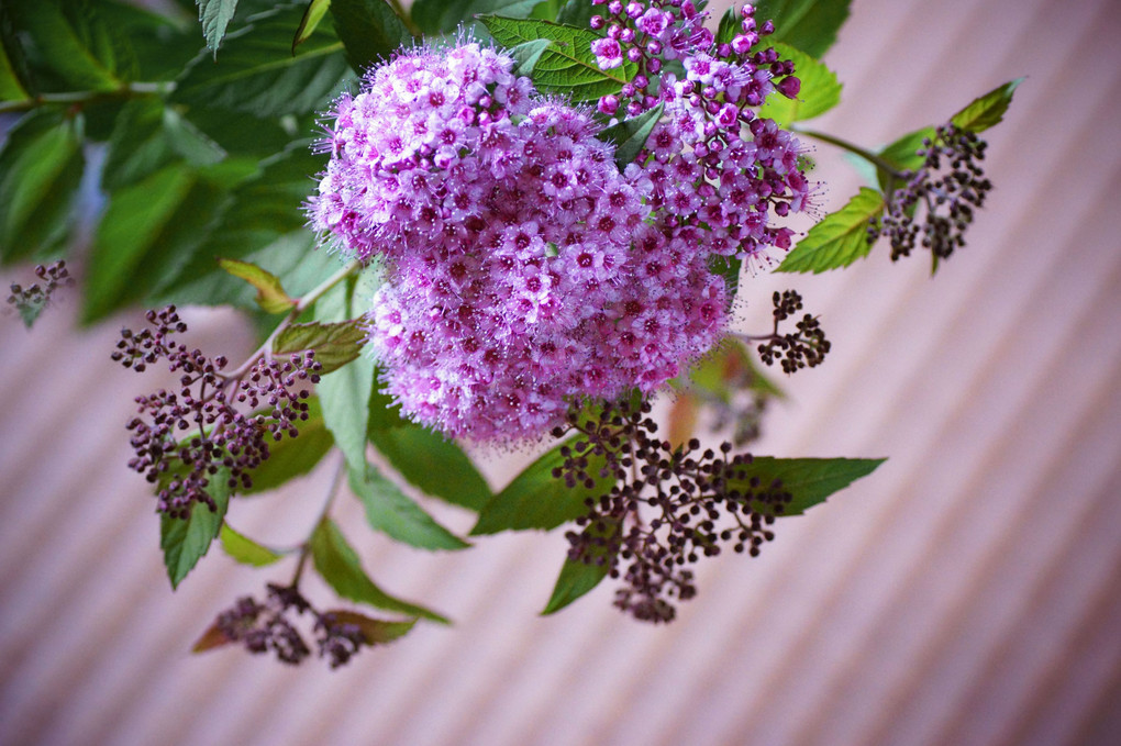 シモツケ・6月の花