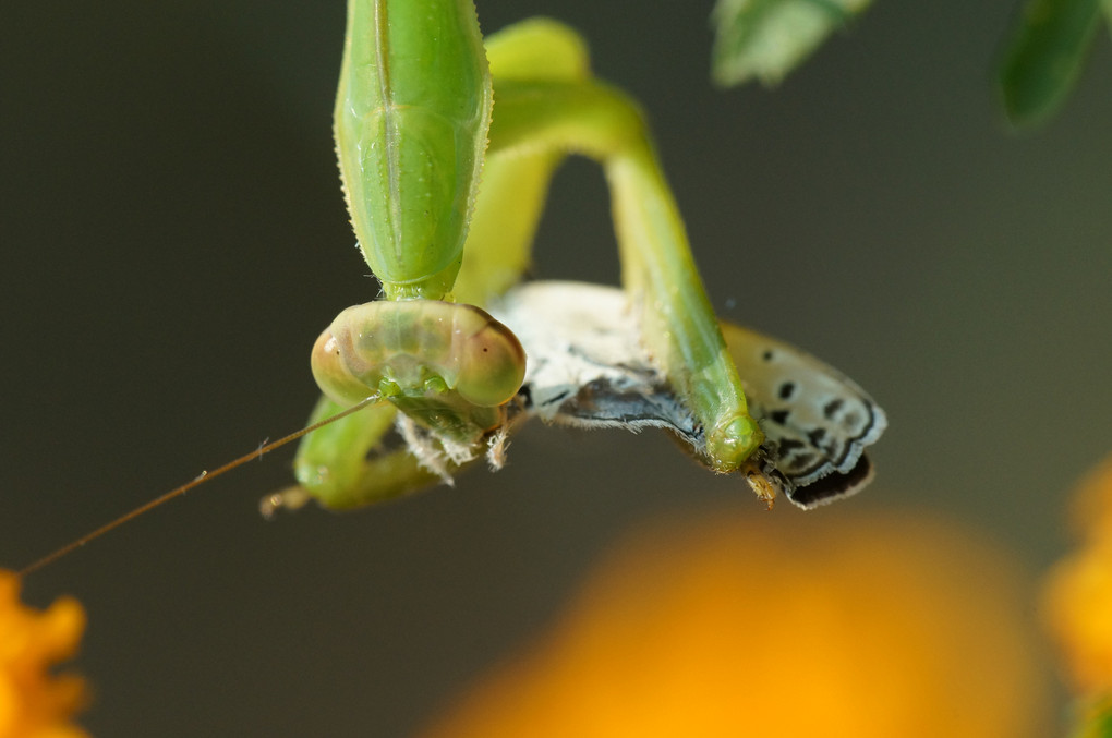 シジミ蝶を捕食するカマキリ