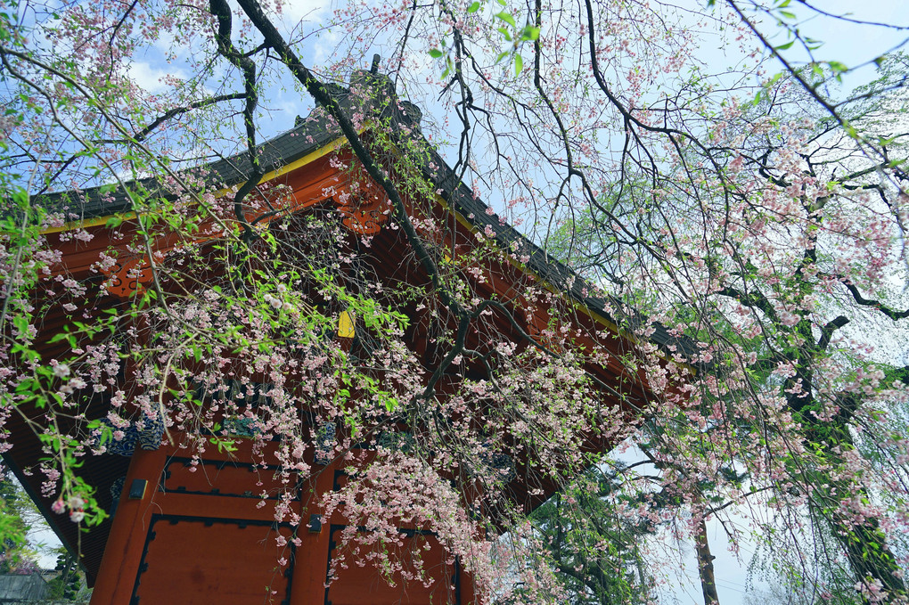 妙義神社の桜