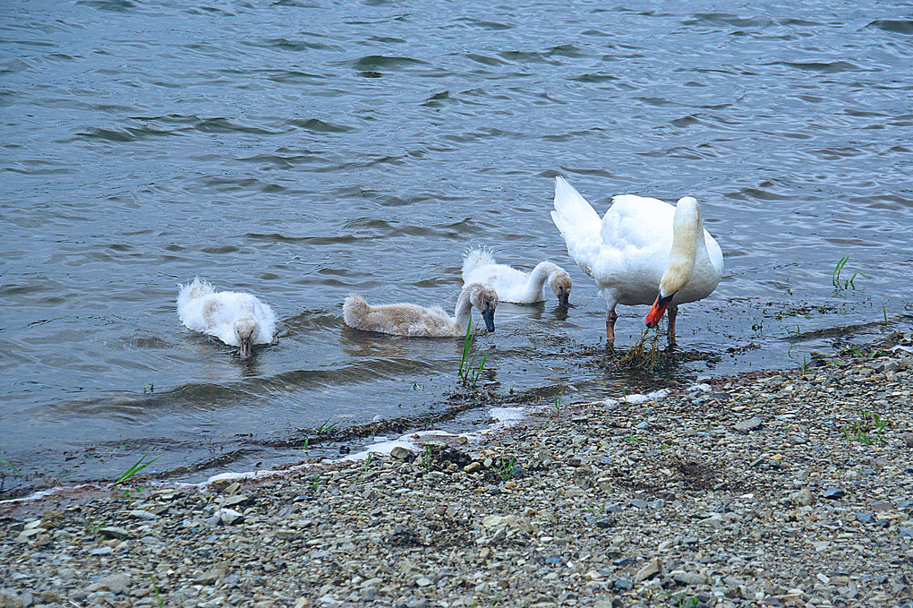 精進湖の白鳥家族