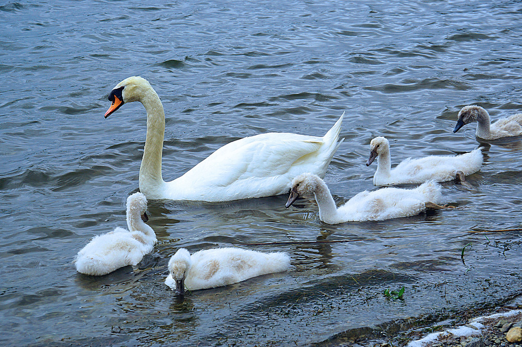 精進湖の白鳥家族