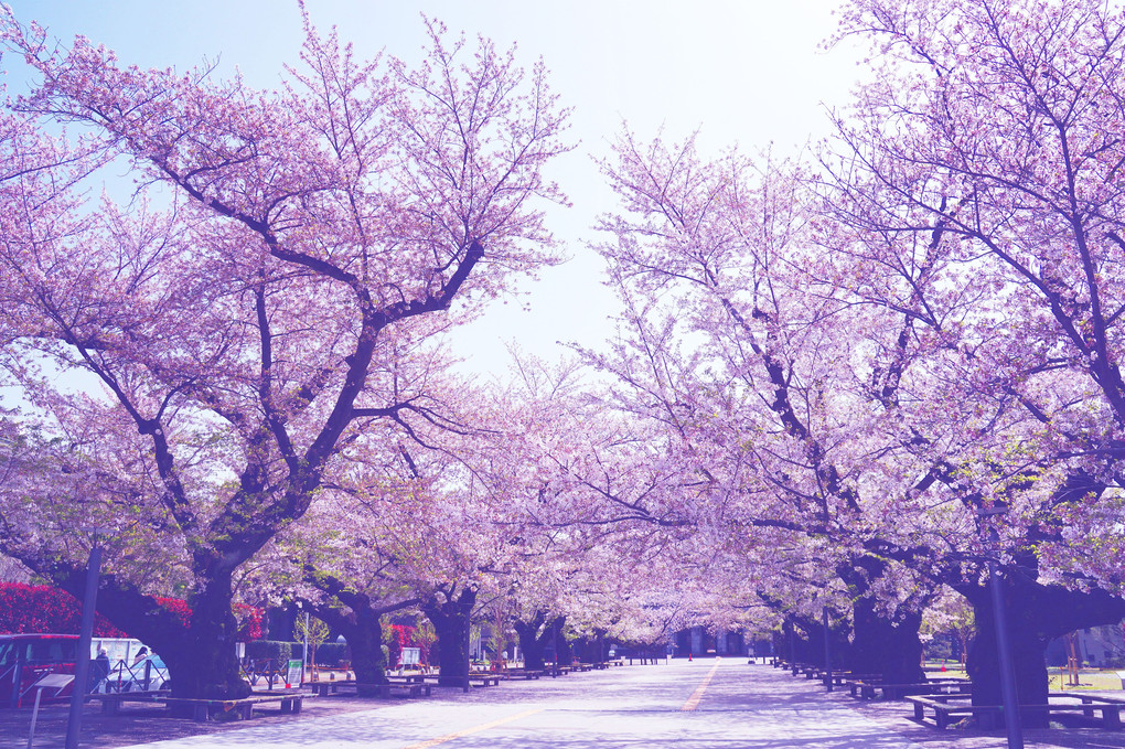自粛中の桜並木