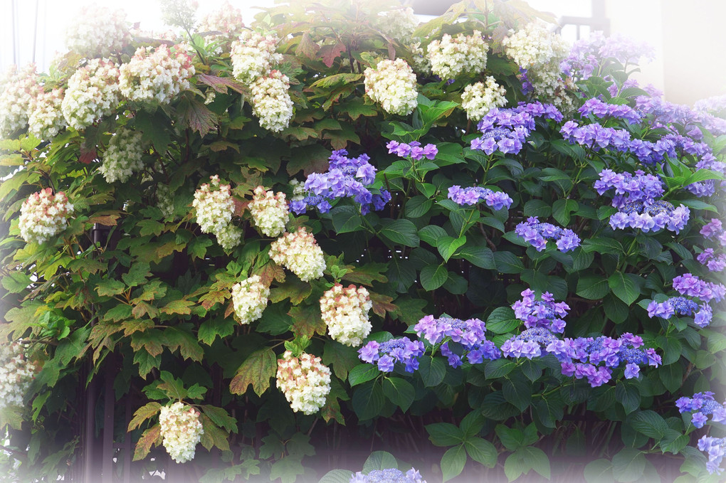 紫陽花の垣根