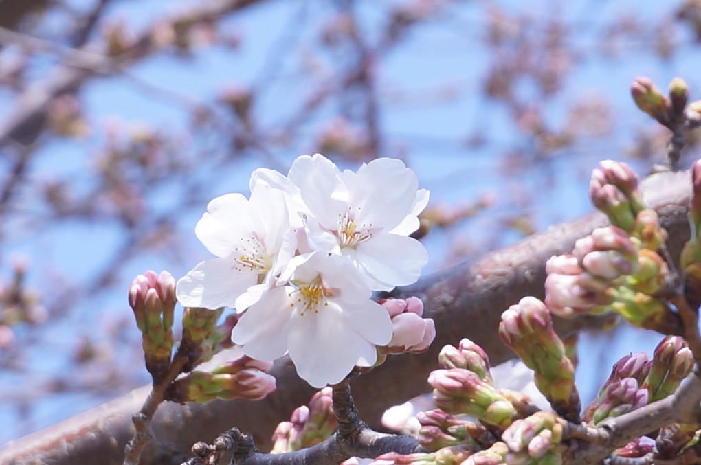 東京ソメイヨシノ本日の開花状況