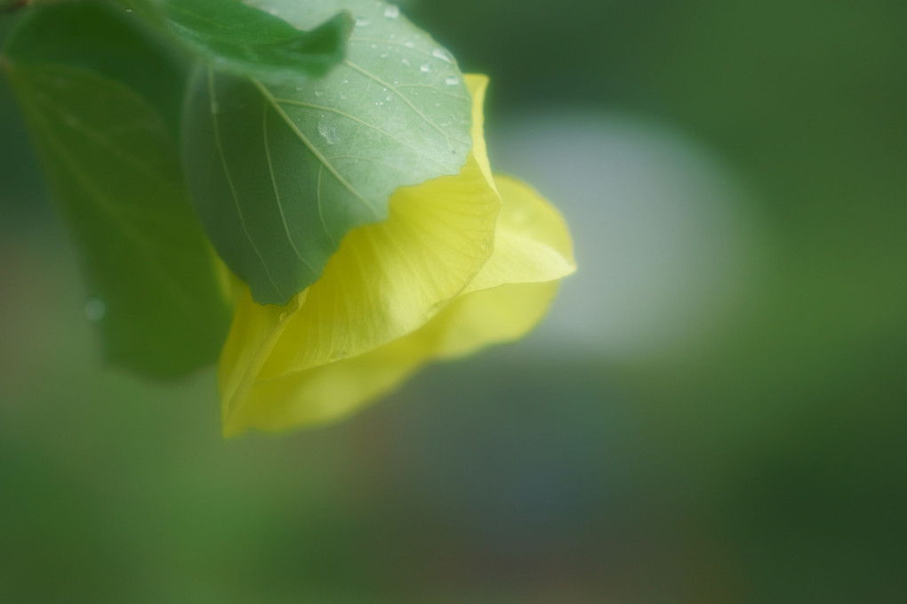 雨に濡れて