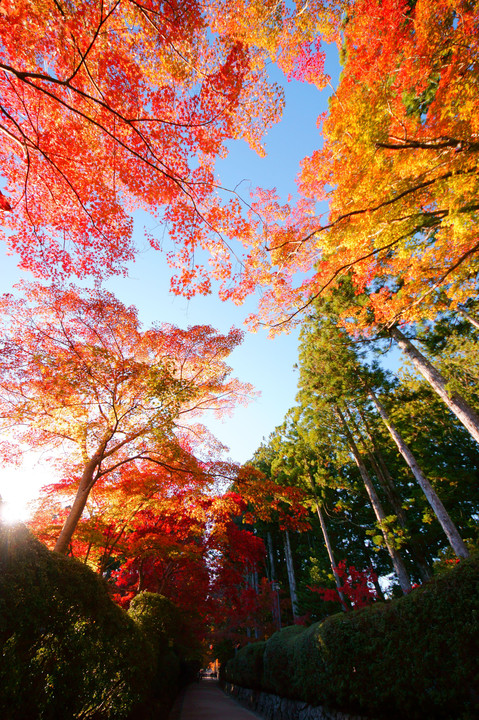 高野山の秋