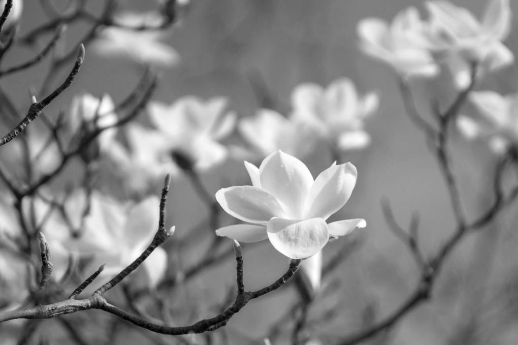 白黒の春