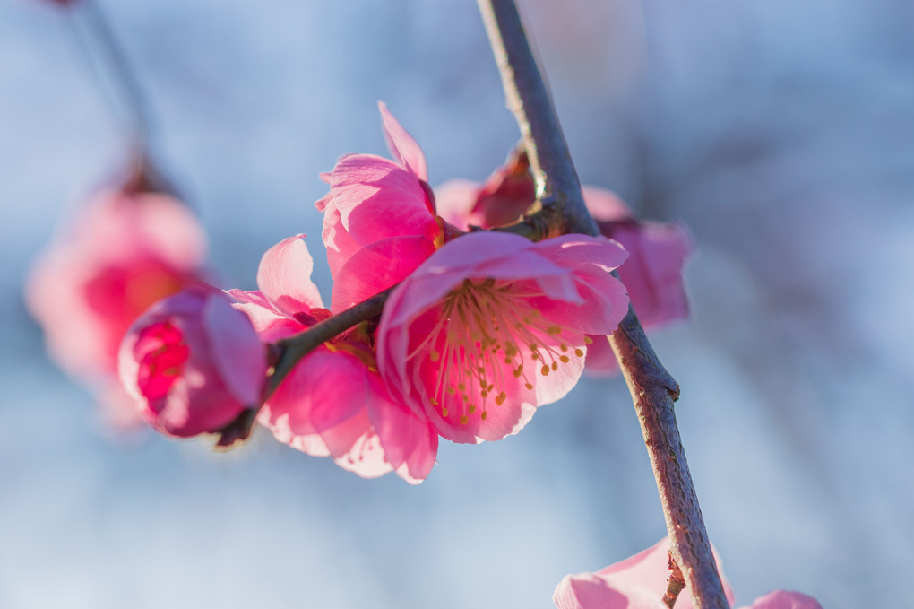 梅の花