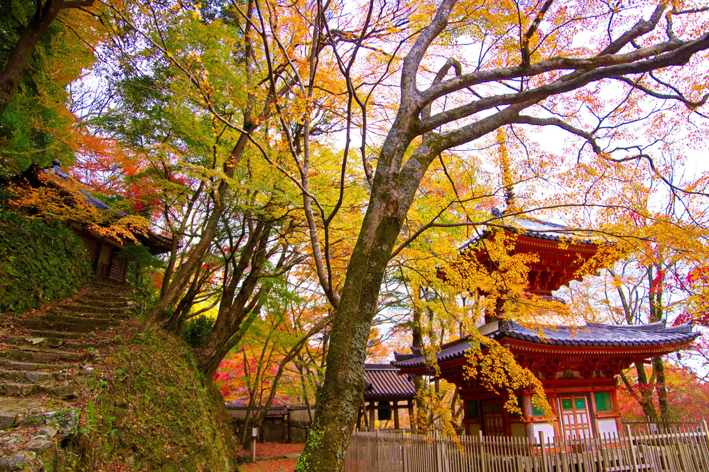 黄葉と紅葉