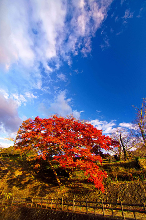 根来寺の紅葉