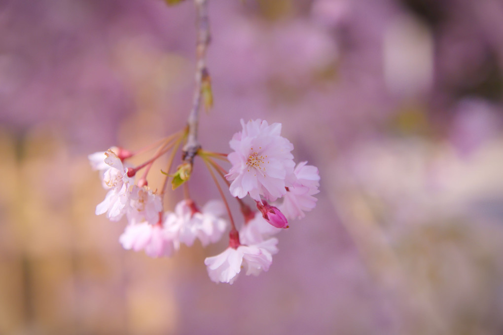 しだれ桜