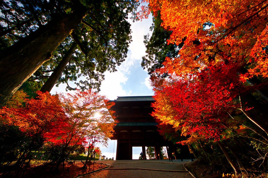 高野山の紅葉Ⅱ